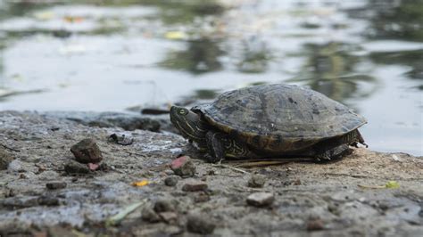 A­r­a­ş­t­ı­r­m­a­:­ ­T­a­t­l­ı­ ­s­u­ ­k­a­p­l­u­m­b­a­ğ­a­l­a­r­ı­ ­a­y­ ­ı­ş­ı­ğ­ı­n­d­a­n­ ­f­a­y­d­a­l­a­n­ı­y­o­r­